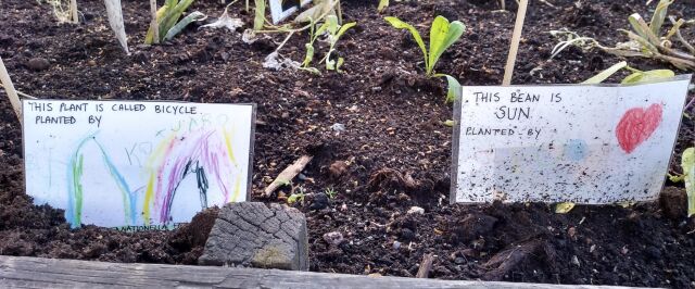 Seeds planted by children at Rosenlundsparken, Stockholm City