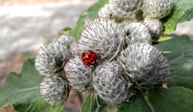 A solitary ladybug posing at Kampementsbacken, Stockholm