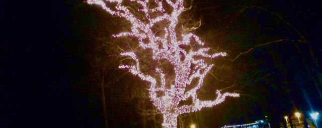 A decorated tree illuminating the night in Stockholm (not a tree of threads)
