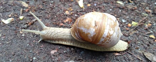 A slow snail crawling at Djurgården in Stockholm (he doesn't use LaTeX macros)